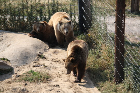 The three bears 