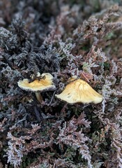 velvet foot mushrooms in the forest