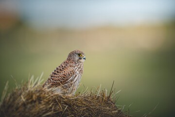Kestrel