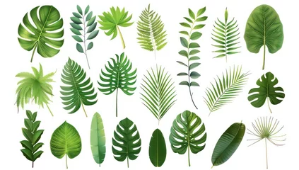 Poster Tropische bladeren different leaves in various shapes on a white background, in the style of realistic details
