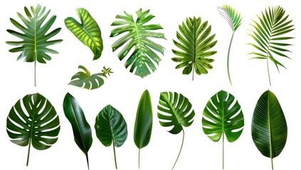 Fototapeta na wymiar different leaves in various shapes on a white background, in the style of realistic details