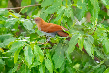 Bird (Piaya cayana) perched on branch of rainforest tree in selective focus