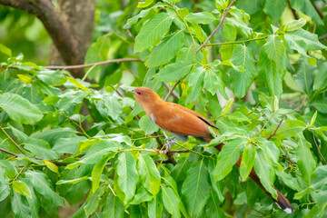 Bird (Piaya cayana) perched on branch of rainforest tree in selective focus