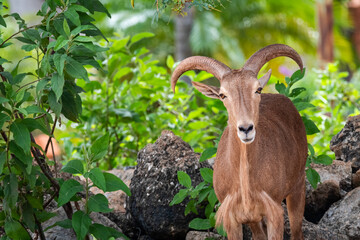Goat surrounded by plants in nature looks towards camera