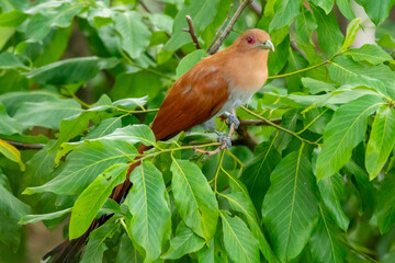 Bird (Piaya cayana) perched on branch of rainforest tree in selective focus