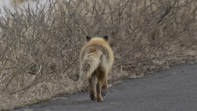 Hokkaido, Japan - February 19, 2024:  A Sleepy Ezo red fox or kitakitsune or Vulpes vulpes schrencki on a road at Notsuke Peninsula in Hokkaido, Japan