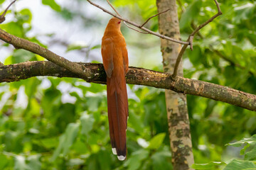 Bird (Piaya cayana) perched on branch of rainforest tree in selective focus