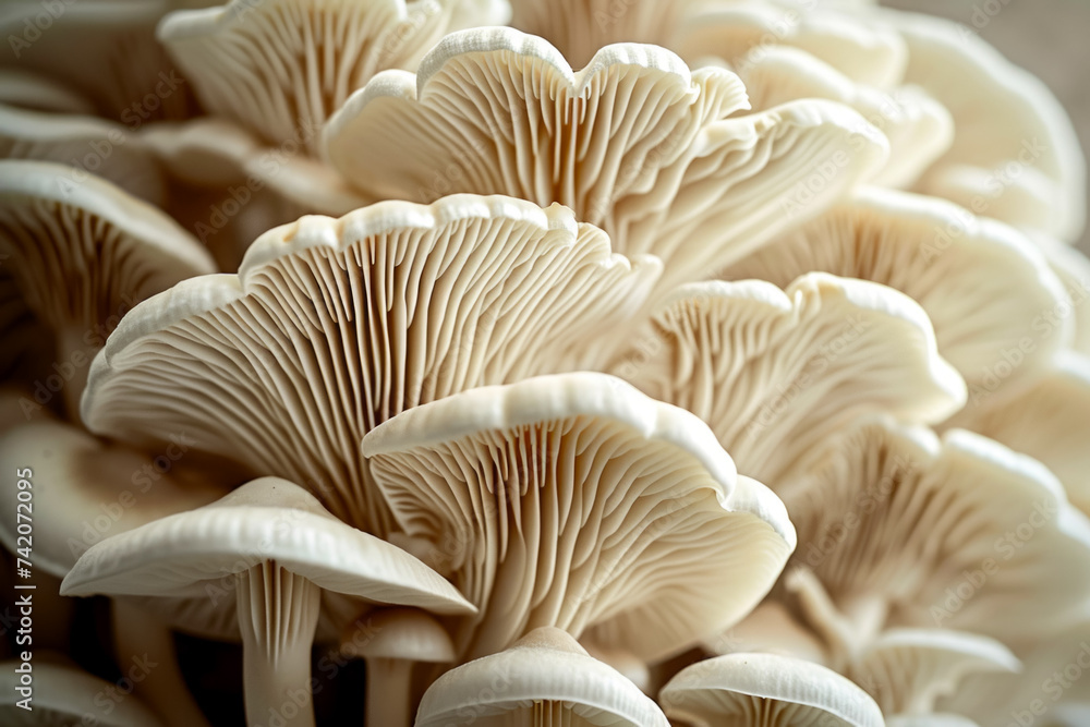Poster mycelium with mushrooms, bottom view. background with selective focus and copy space