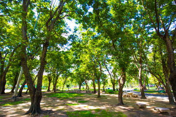 Green tree scenery tropical forest of city public park