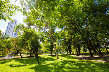 Green tree scenery tropical forest of city public park