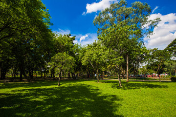 Green tree scenery tropical forest of city public park