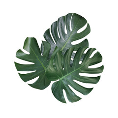  Monstera deliciosa leaf isolated on white background. Swiss chees plant . © Suraphol