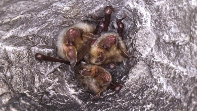 Close up strange animal Greater mouse-eared bat group Myotis myotis hanging upside down in the hole of the cave and falling asleep to hibernate. Wildlife photography.