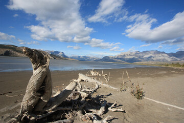 A piece of driftwood by a lake in Jasper Alberta.