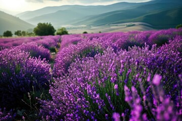 Fototapeta premium Lavender field with mountain background