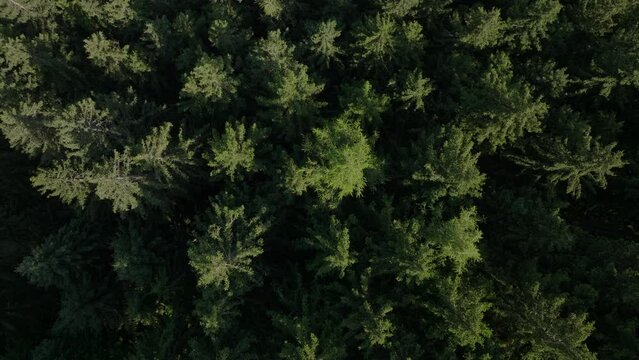 Top-Down View Of Pine Trees In Zell am See Forest
