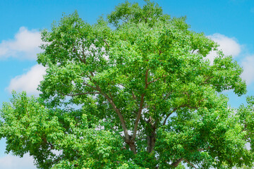青空に映える新緑