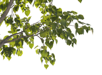 Bodhi tree branch isolated