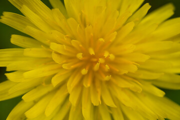 Close Up of Petal Tips At The Center Of Mountain Dandelion In Olympic