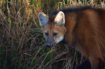 Maned Wolf in the grass, watching its prey