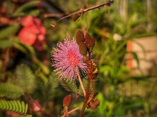 Close up Mimosa flower, wild flowers 