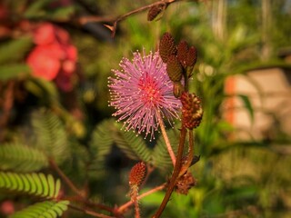 Close up Mimosa flower, wild flowers 