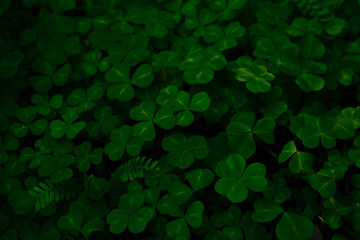 Deep Green Clover Disappear Into The Shadows