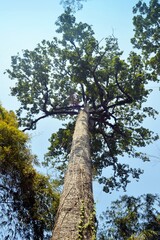 Fototapeta premium big trees in the forest