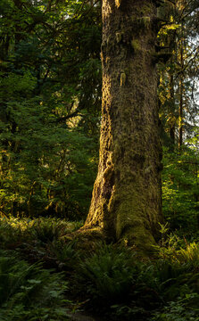 Dark Ferns Cover The Forest At The Base Of Large Mossy Tree © kellyvandellen