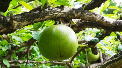 Crescentia cujete fruit with a natural background. Also called Calabash tree or mojo. This fruit is really bitter