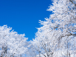 霧氷の木と青空　冬景色