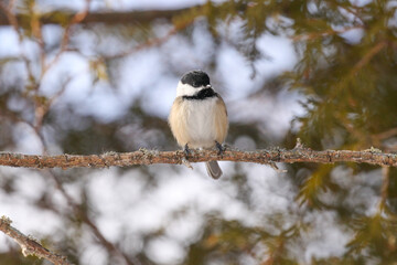 Black Capped Chickadee sitting on a branch in a forest on a winter day.