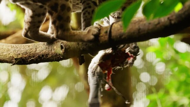 Margay Retrieving A Bird s Carcass In Nature
