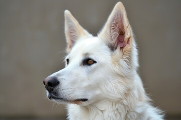 A close up of a prestigious, white German shepherd pet dog.