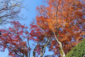 Fototapeta premium 青空バックに見上げるちょうど見頃の紅葉情景