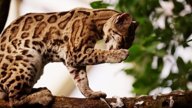 Margay Cat Cleaning Its Paws After Feeding On A Bird On A Tree Branch