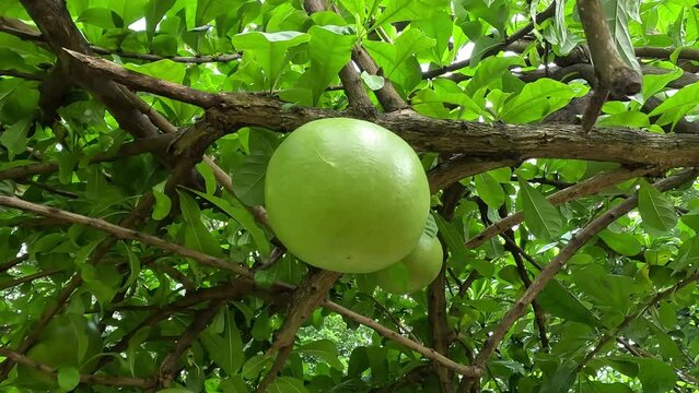 Crescentia cujete fruit with a natural background. Also called Calabash tree or mojo. This fruit is really bitter