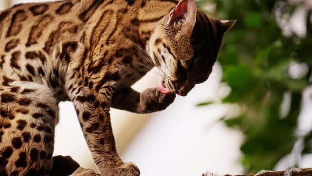 Margay Cat On A Tree Branch Licking Its Paws