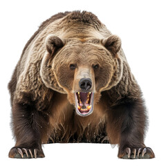 ferocious grizzly bear On a clean background