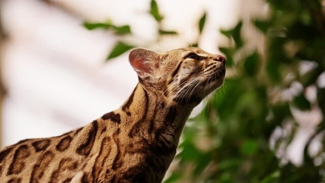 Exotic Margay Cat On A Tree Branch With Nature Background