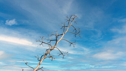 The image portrays a barren tree against a sky adorned with scattered clouds. The tree, devoid of leaves, extends intricate branches in various directions. Its dry and lifeless appearance suggests eit