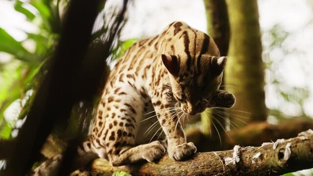 Margay Cat Licking And Grooming Outdoors On A Tree Branch