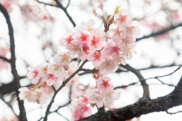 240219_和色景_寒桜５