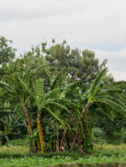 Fototapeta na wymiar View of banana trees growing on the edge of rice fields