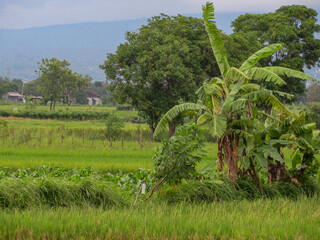Obraz premium View of banana trees growing on the edge of rice fields