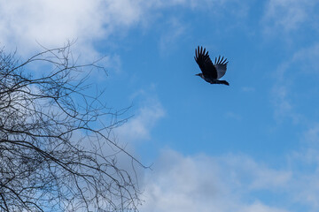 Bird flying under the blue sky.