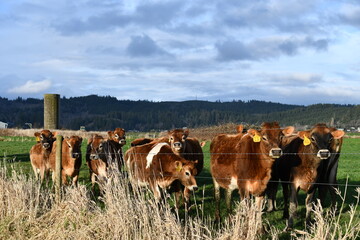 Curious cows saying hi at fence-line.