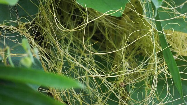 Cuscuta (tali putri, dodder, amarbel). Dodder is parasitic on a very wide variety of plants, including a number of agricultural and horticultural crop species