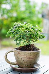A small tree is in a pot.