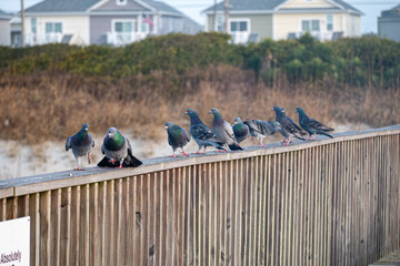 Row of pigeons on a pier railing, berm and houses in background